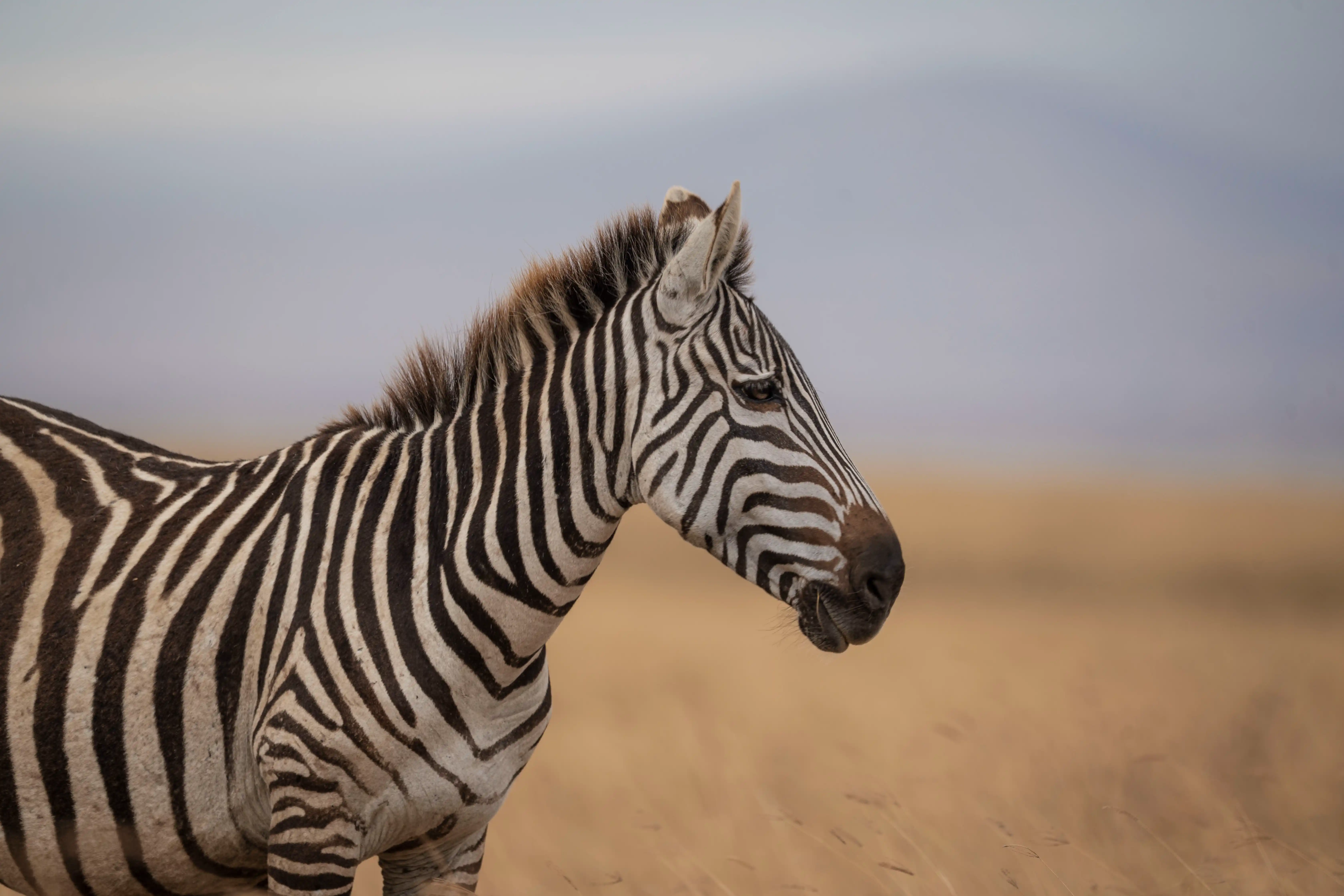Wildlife in Tanzania