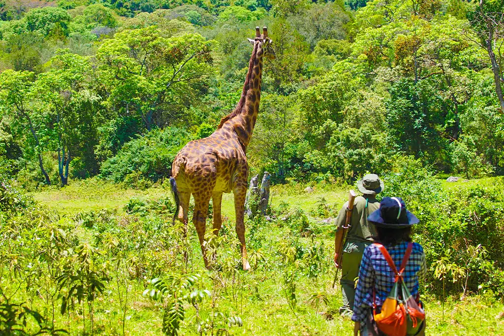 Walking Safaris in Tanzania