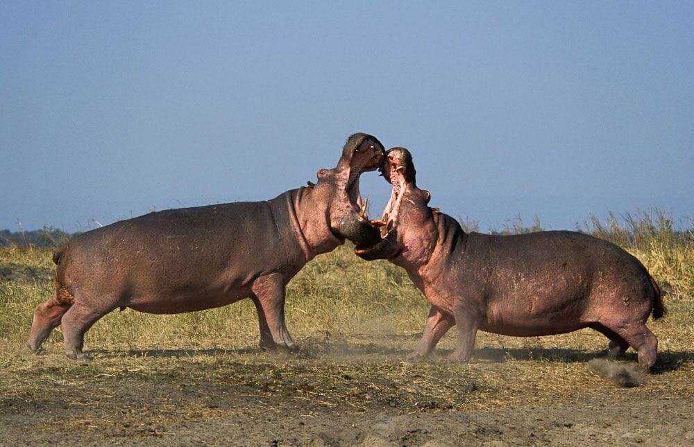 Katavi National Park, Tanzania