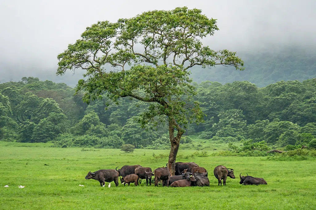 Arusha National Park, Tanzania