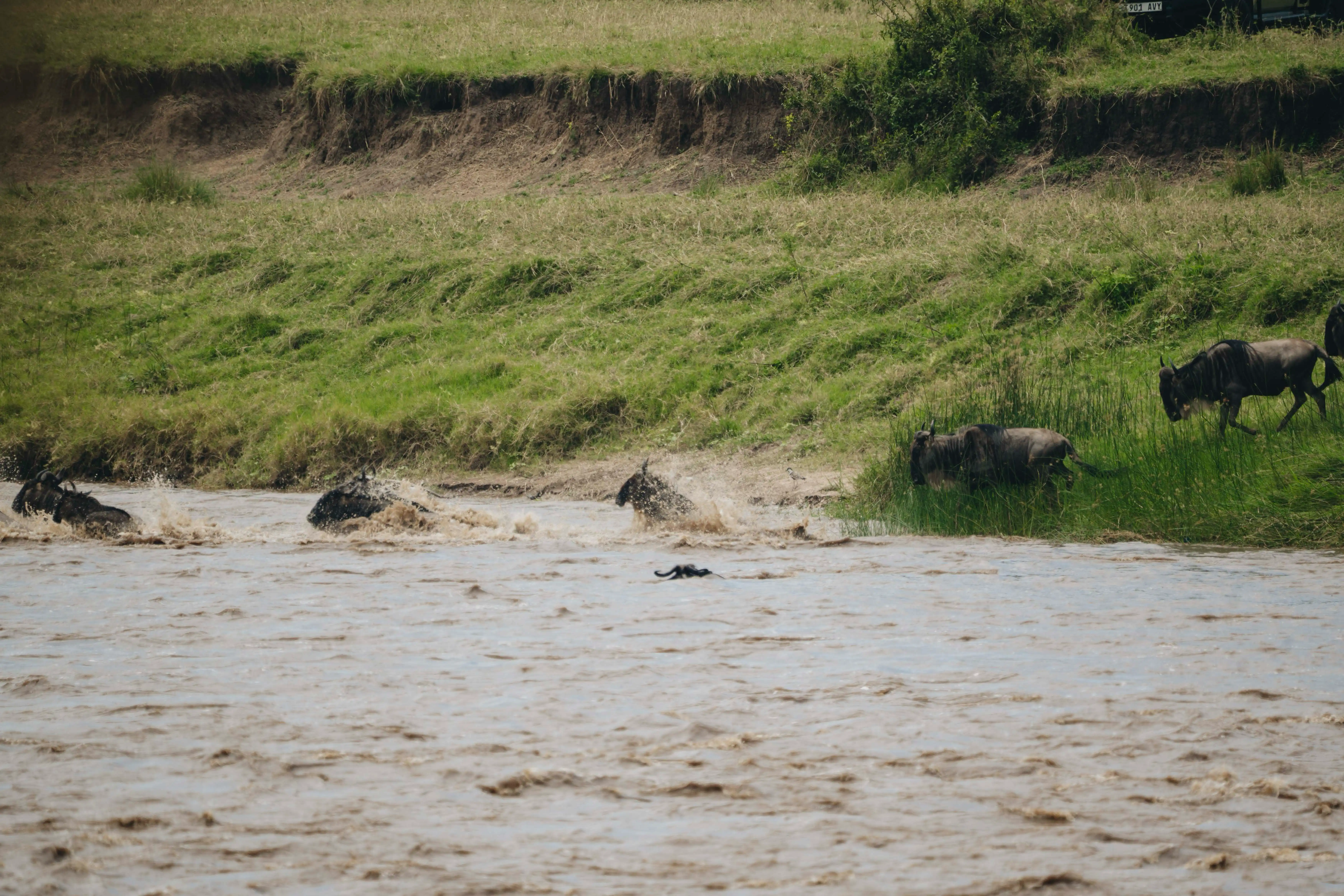 4 Days Tanzania Safari from Zanzibar — Serengeti, Ngorongoro, Tanzania