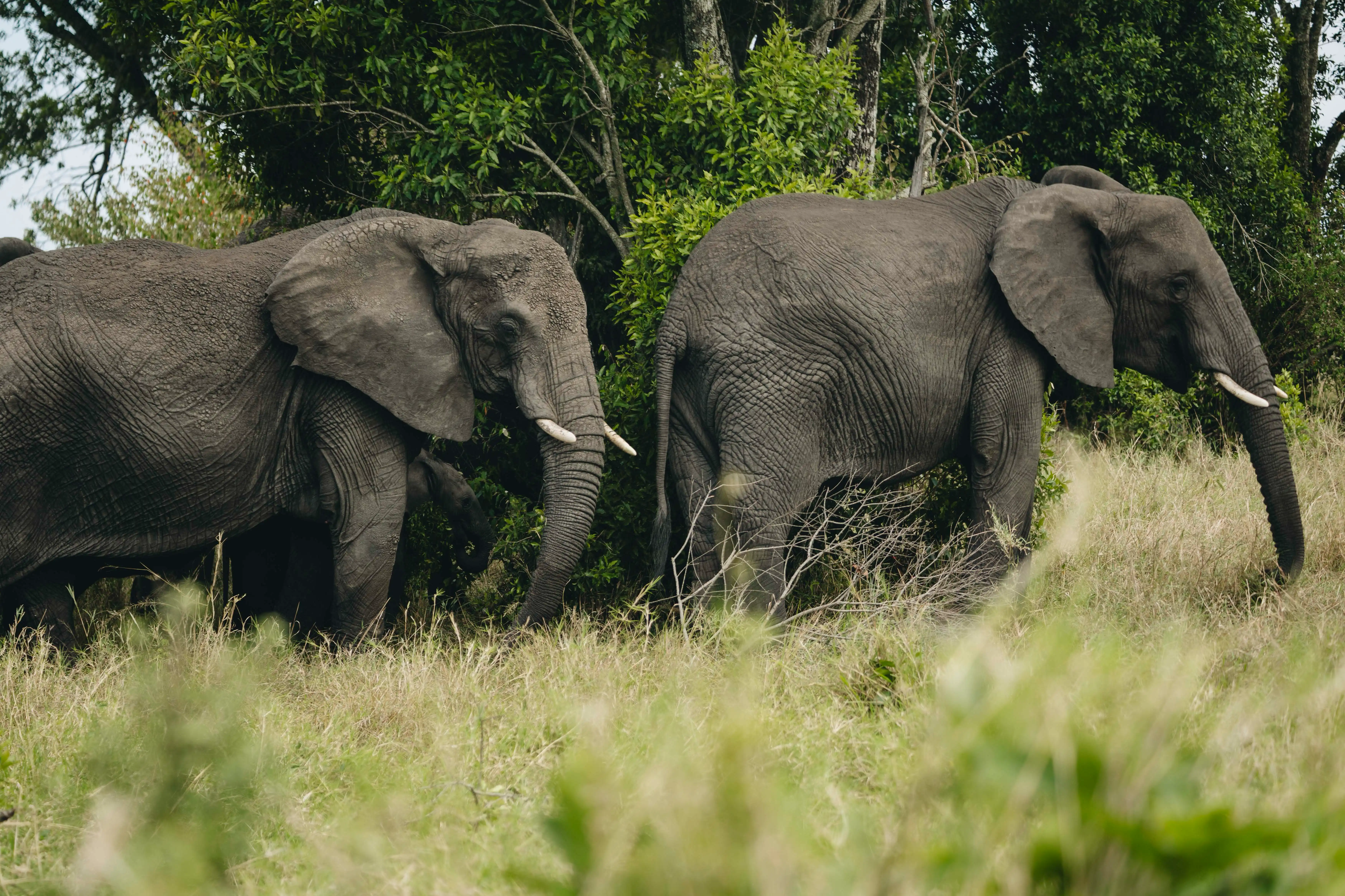 Tarangire National Park, Tanzania