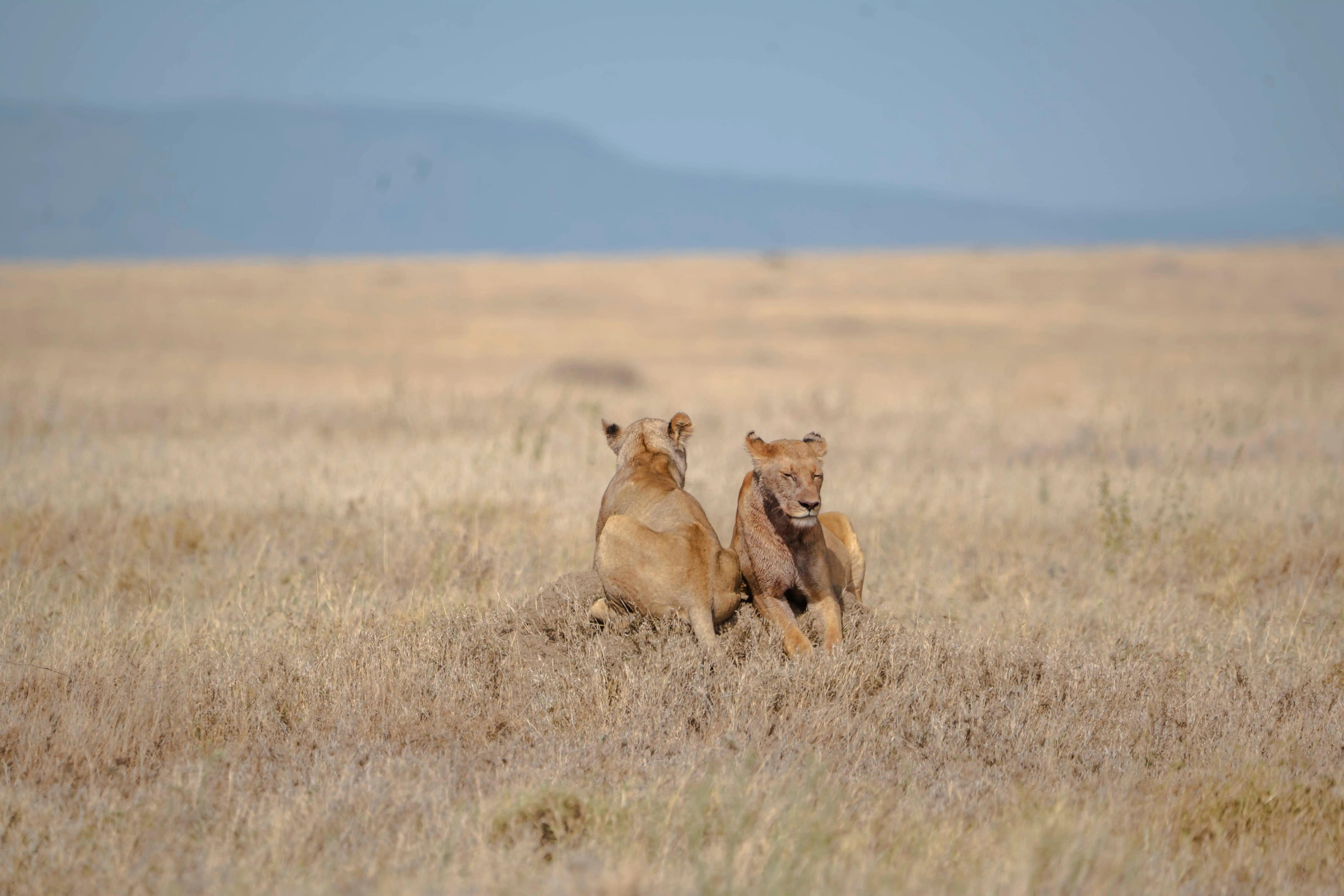 Predator Safaris, Tanzania