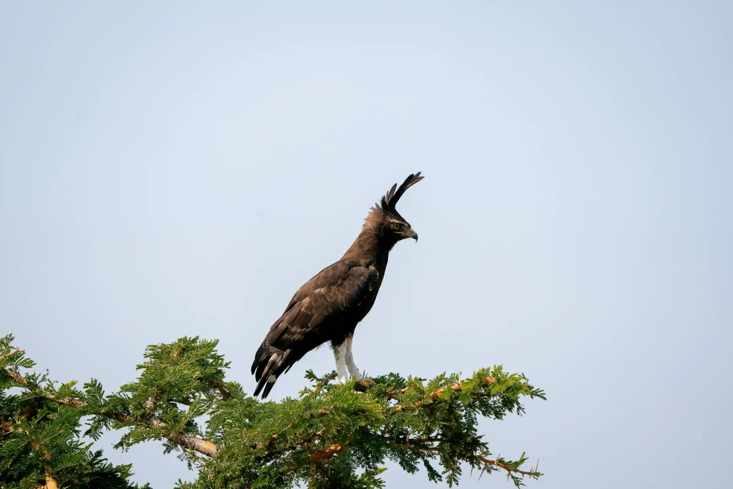 Birdwatching Safaris, Tanzania