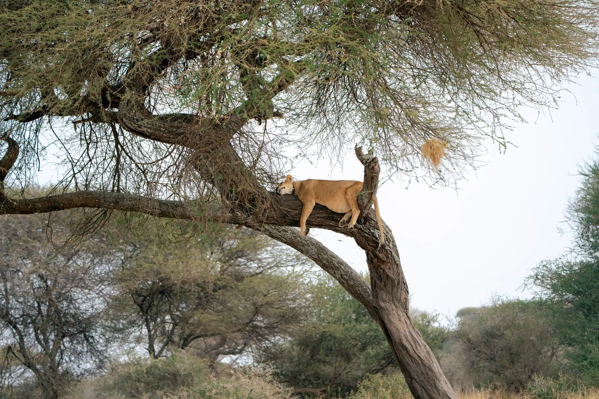 Lake Manyara, Tanzania