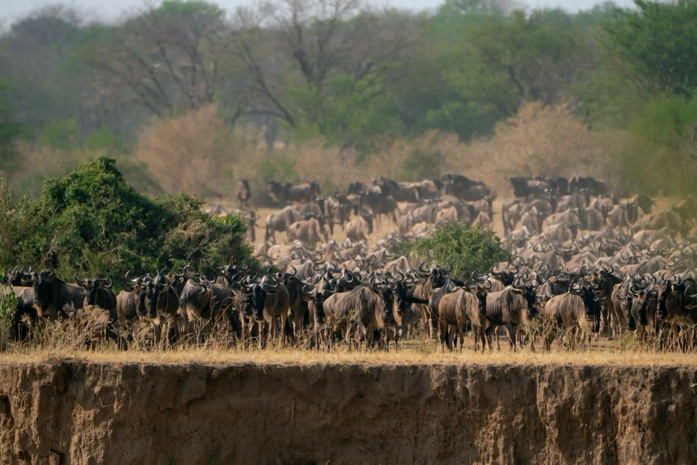 9 Days Great Migration Safari — Tarangire, Central Serengeti, Northern Serengeti, Tanzania