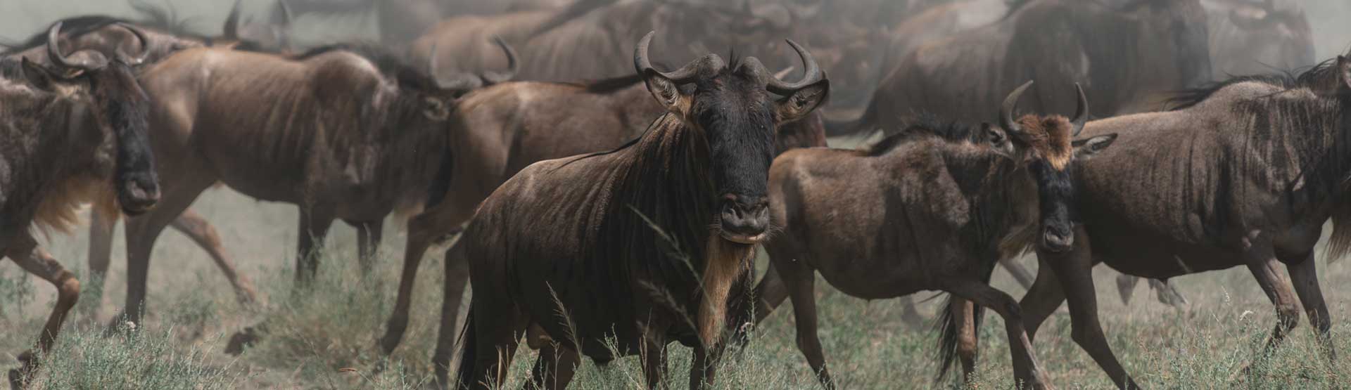 Great Migration Safaris in Tanzania