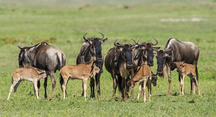 Serengeti National Park, Tanzania