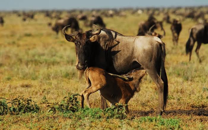 Serengeti, Tanzania