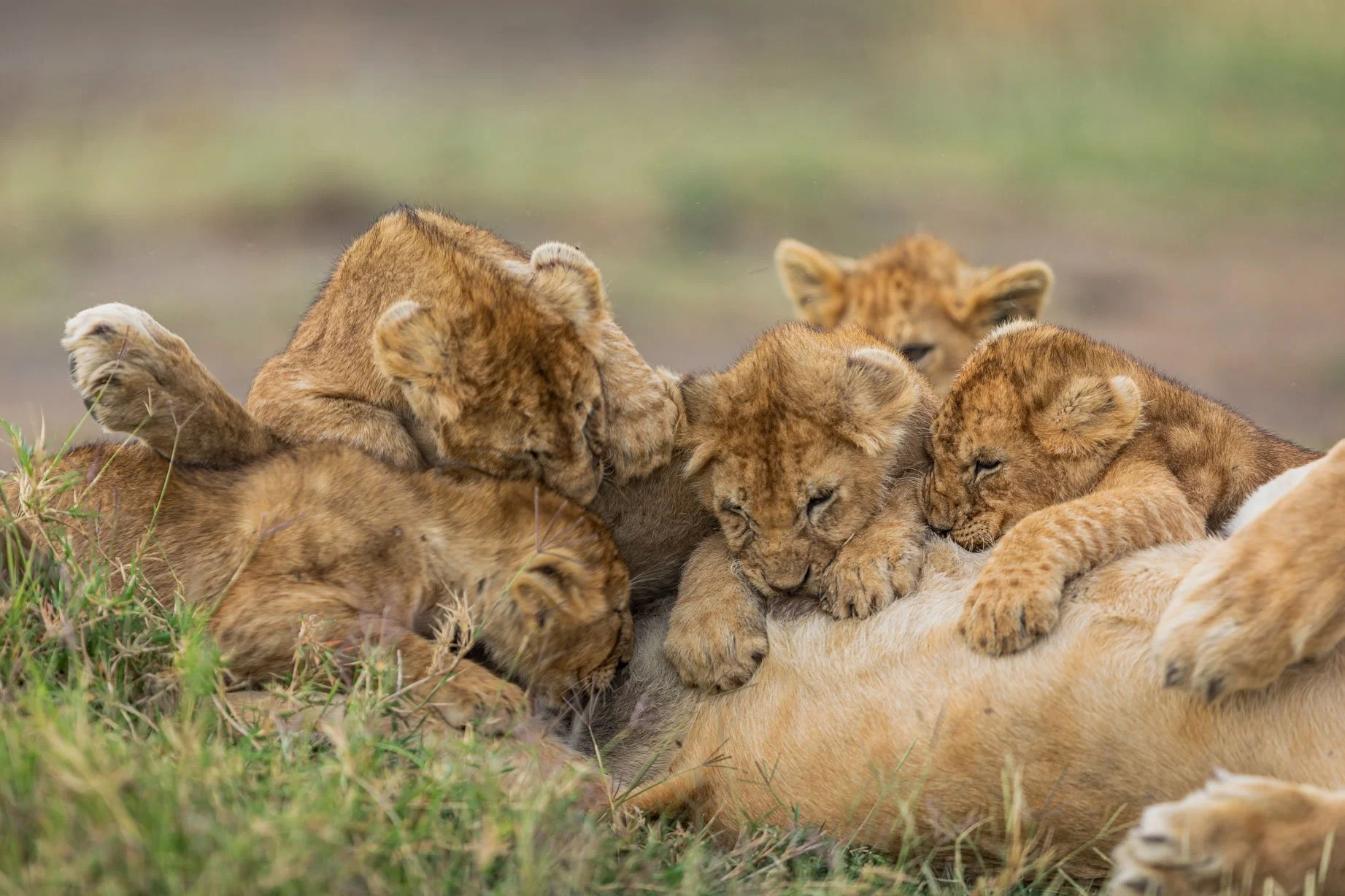 Best Time to Visit Tanzania